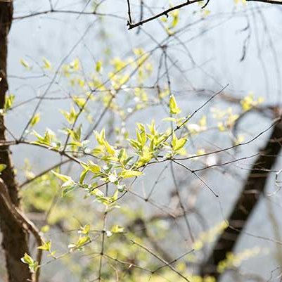 Environmental Stewardship - Tree putting on leaves 