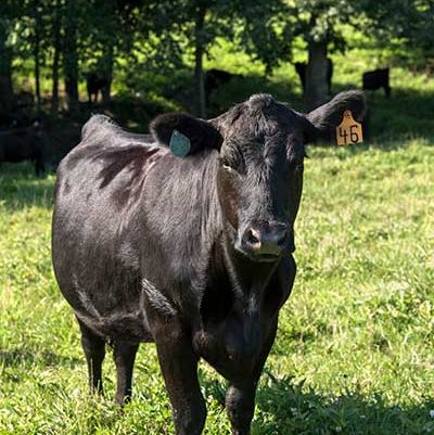 Livestock and Forage Systems - Angus Cow 