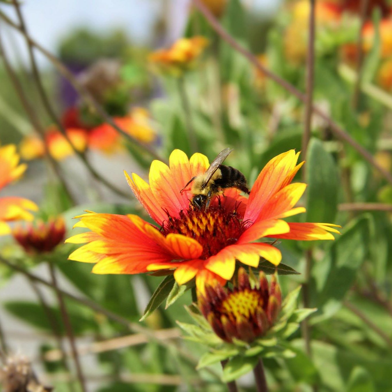 Residential and Consumer Horticulture - Bee on Flower in UT Gardens 