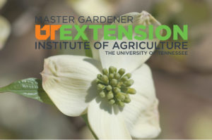 Tennessee Master Gardener Program logo on dogwood image