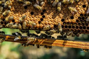 Honey bees on comb